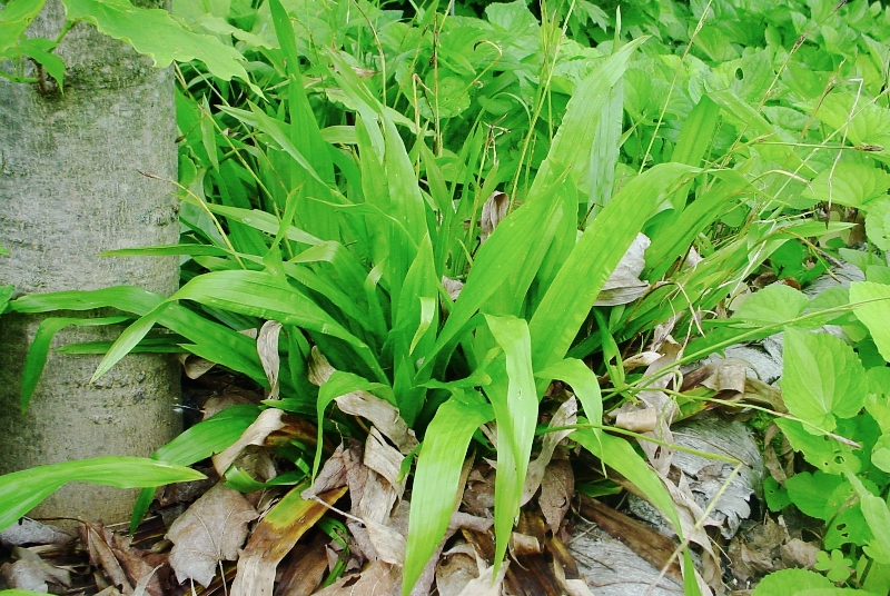 Carex plantain
