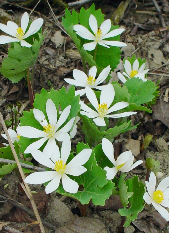 Sanguinaire du Canada