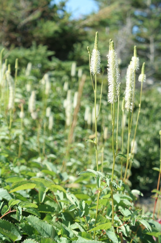 Sanguisorbe du Canada