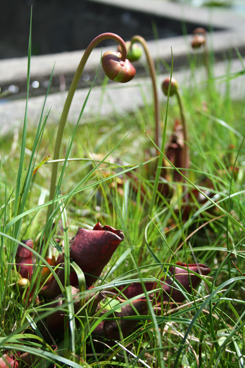 Sarracénie pourpre