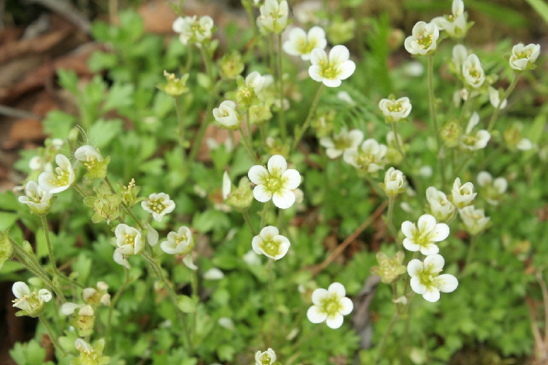 Saxifrage cespiteuse