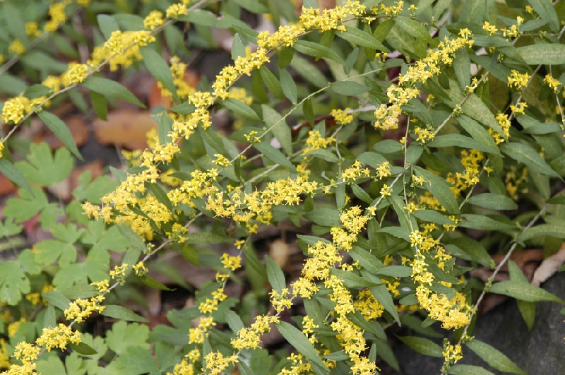 Verge d’or bleuâtre