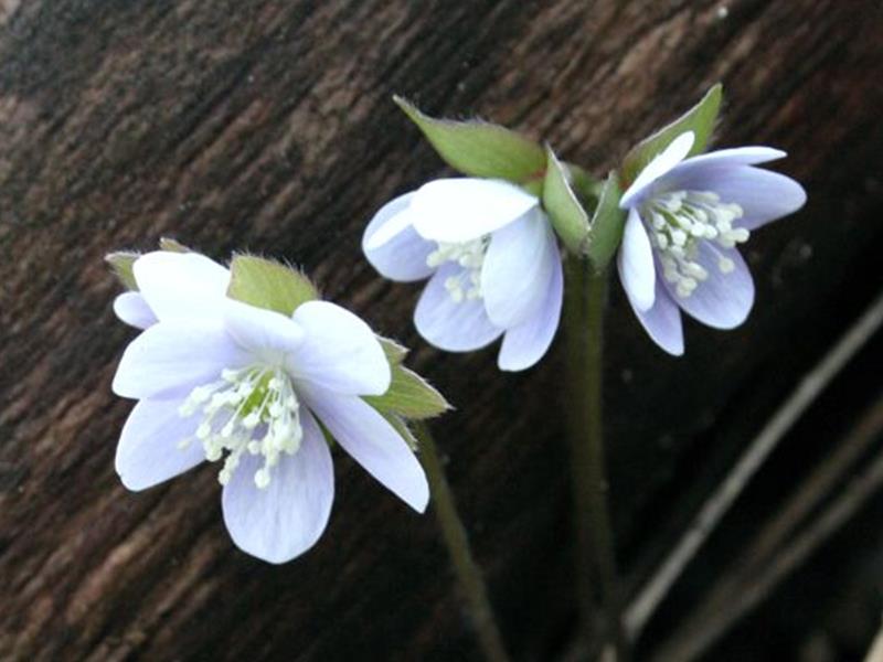 Hépatique à lobes aigus