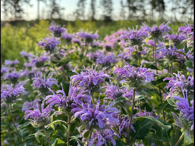 Monarde fistuleuse