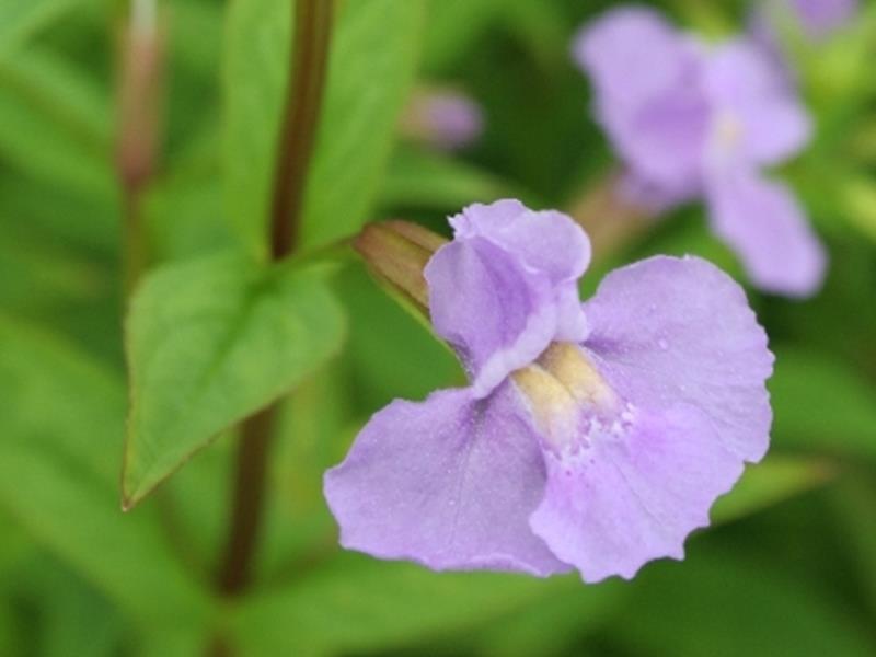 Mimule à feuilles entrouvertes