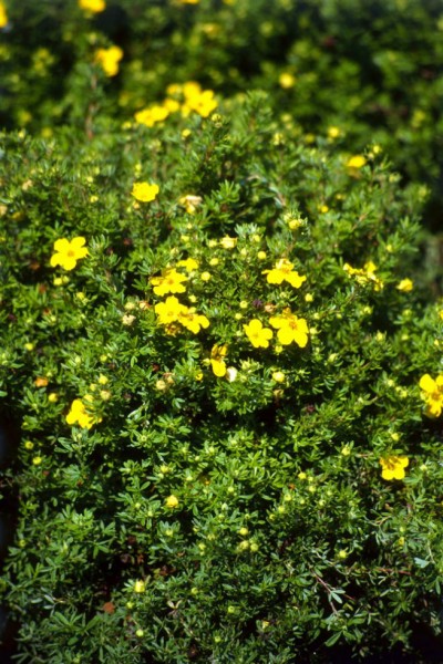 Potentille frutescente Gold Drop 