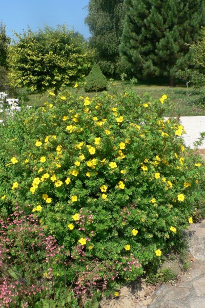 Potentille frutescente Goldfinger 