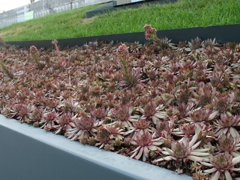 50 Graines De Sempervivum (Joubarbes) Mélange - Plantes Vivaces Succulentes, Pour Rocailles, Toits