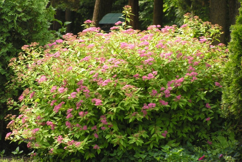 Spirée anthony waterer