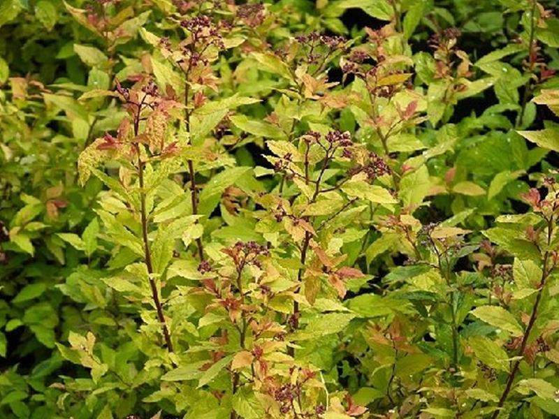 Spirée goldflame